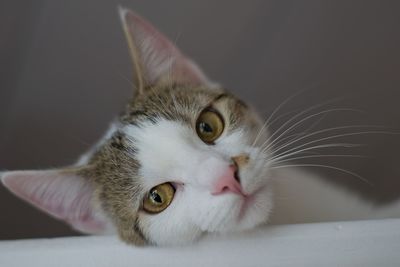 Close-up portrait of cat