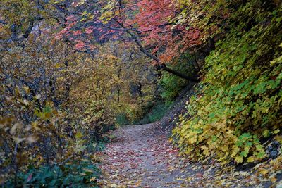 Footpath amidst trees in forest during autumn