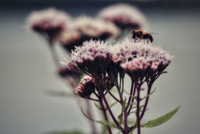 Close-up of thistle on flower