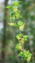 Close-up of yellow flowering plant