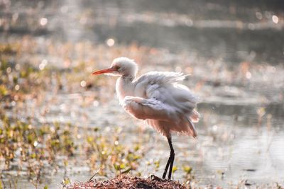 Close-up of bird on grass