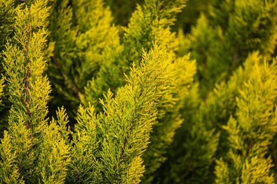 Close up of the bright green young coniferous branches on a green blurred background, soft focus