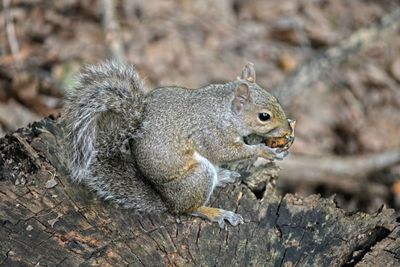 Squirrel on wood