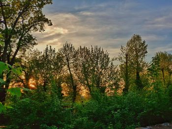 Plants growing on land against sky at sunset