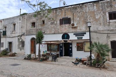 Potted plants on old building by street in city