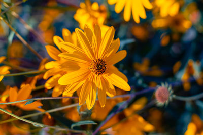 Close-up of yellow flowering plant