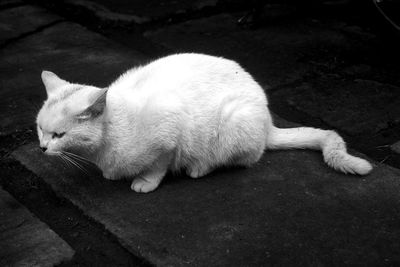 High angle view of cat sleeping