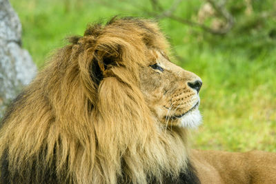 Close-up of a cat looking away