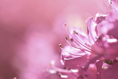 Close-up of pink rose flower