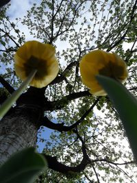 Low angle view of flowers against sky