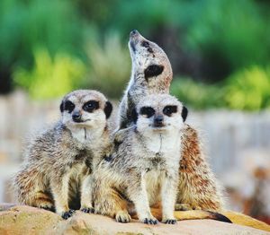 Close-up of meerkats sitting on rock