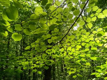 Low angle view of tree leaves