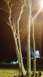 Illuminated tree against sky at night