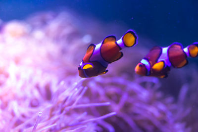 Close-up of fish swimming in sea