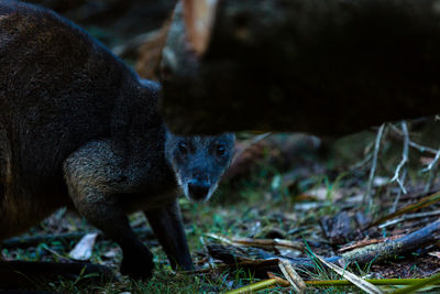 View of an animal on field