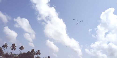 Low angle view of birds flying in sky