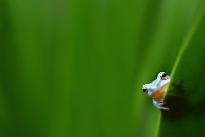 Close-up portrait of frog on leaf