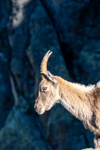 Close up on a chamois