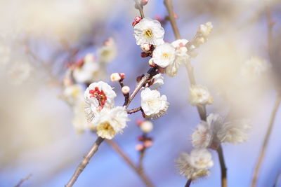 Close-up of white cherry blossom tree