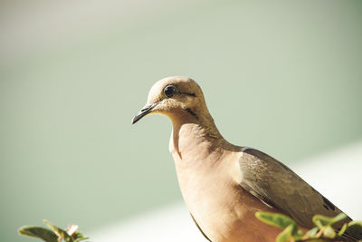 Close-up of a bird