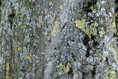 Close-up of lichen growing on tree trunk