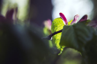 Close-up of purple flower buds