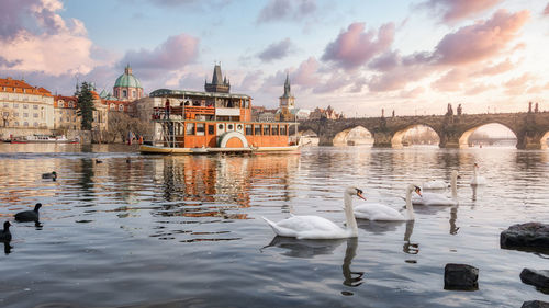 View of swans and bridge in water against cloudy sky