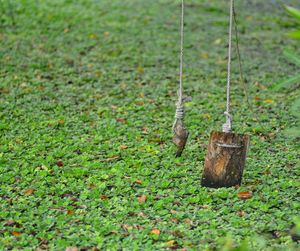 Close-up of moss growing on field