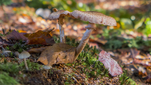 Close-up of mushroom growing in forest