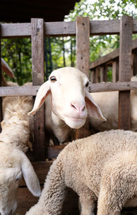 Funny sheep at the barn. animal portrait.