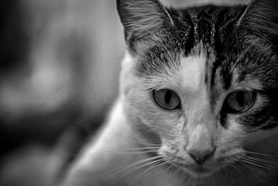 Close-up portrait of a cat