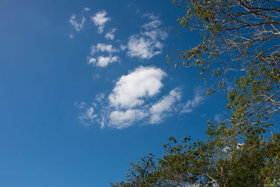 Low angle view of trees against blue sky