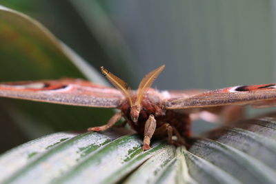 Close-up of insect on leaves