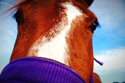 Close-up of a horse