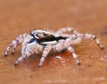 Close-up of spider