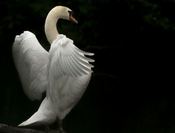 Close-up of swan flying