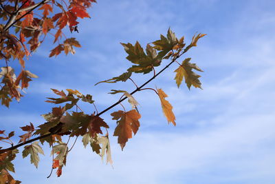 Low angle view of autumnal leaves against sky