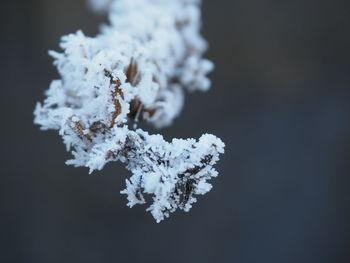 Close-up of snow on tree