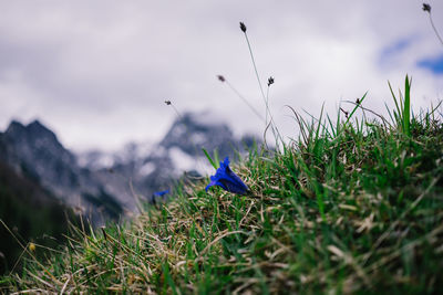 Scenic view of grassy field against sky