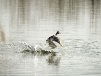 Swan swimming in lake