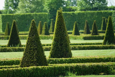 Pyramid-shaped evergreen trees in the park of a historical residence