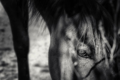 Close-up of a horse