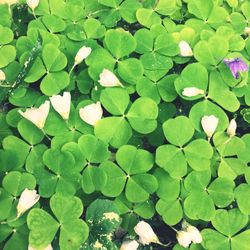 High angle view of water lily leaves on plant