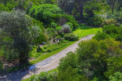 Road amidst trees