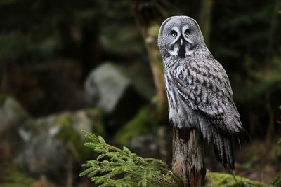 Portrait of owl perching on tree