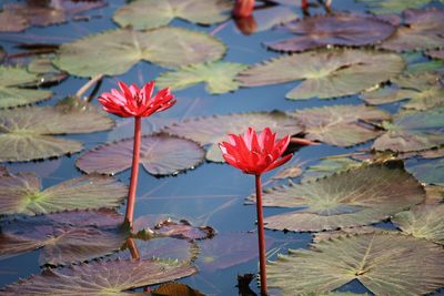 Close-up of lotus water lily in lake