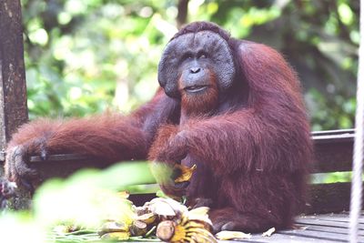 Monkey sitting in a zoo