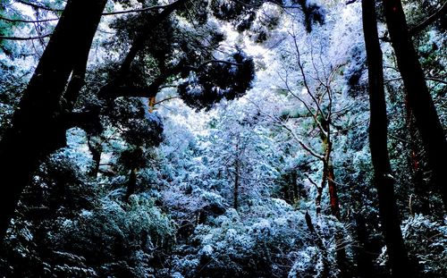 Low angle view of trees in forest