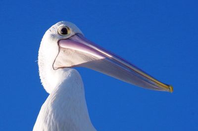 Close-up of bird against clear blue sky