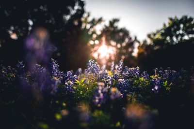 Close up of purple flowers